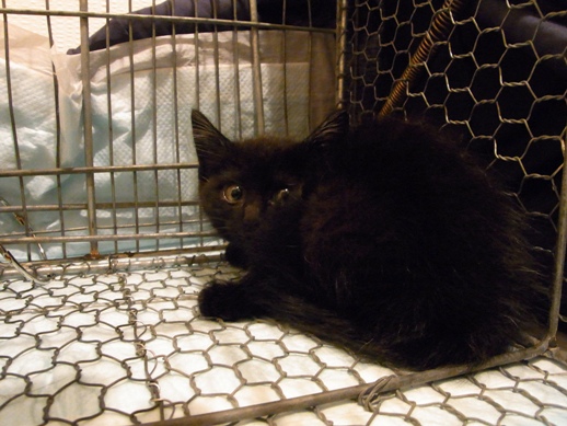 f:id:akiyochan15:20110625022843j:image:w360