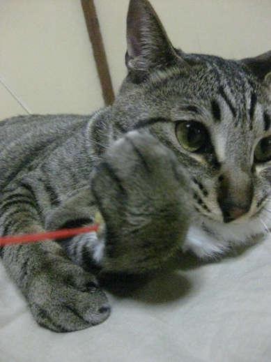 f:id:akiyochan15:20110626224559j:image:w360