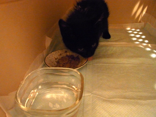 f:id:akiyochan15:20110628003343j:image f:id:akiyochan15:20110628003343j:image