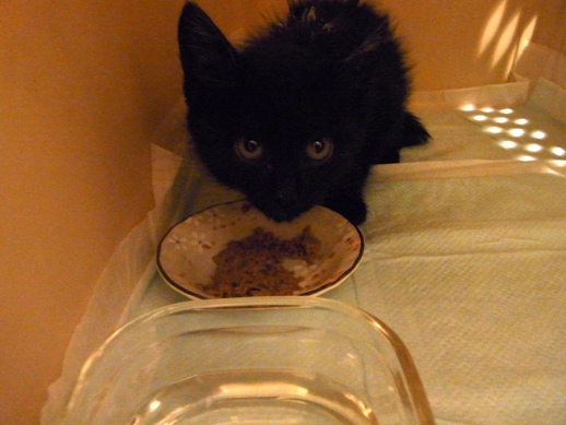 f:id:akiyochan15:20110628003525j:image f:id:akiyochan15:20110628003525j:image