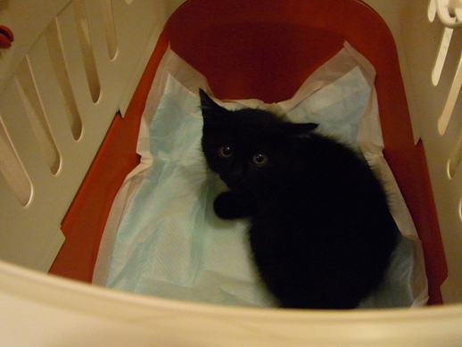 f:id:akiyochan15:20110629081823j:image:w360