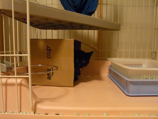 f:id:akiyochan15:20110629201816j:image:w360