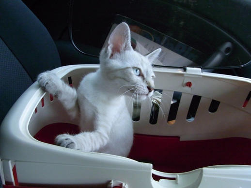 f:id:akiyochan15:20110630140715j:image