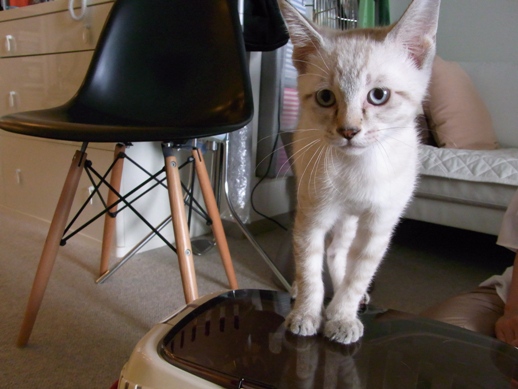 f:id:akiyochan15:20110630153843j:image