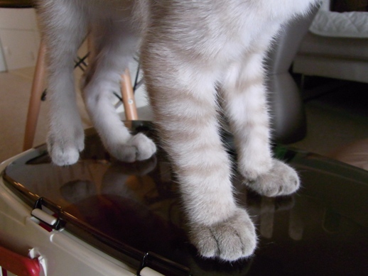 f:id:akiyochan15:20110630153907j:image