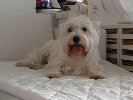 f:id:akiyochan15:20110630153924j:image