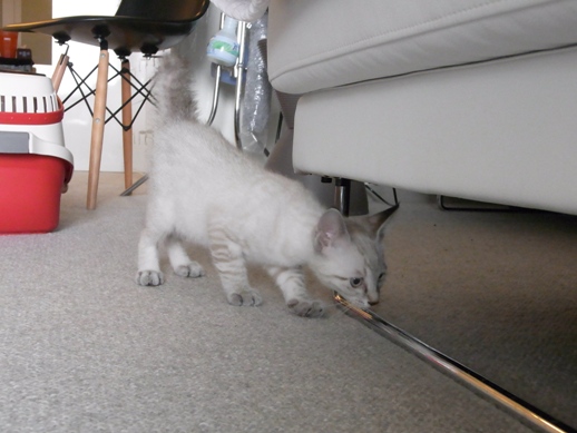 f:id:akiyochan15:20110630160602j:image