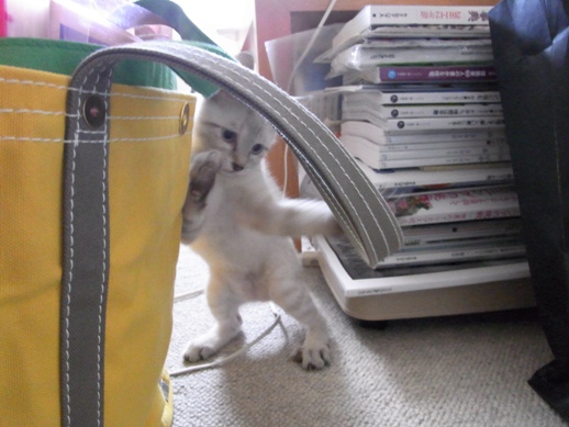 f:id:akiyochan15:20110630172708j:image