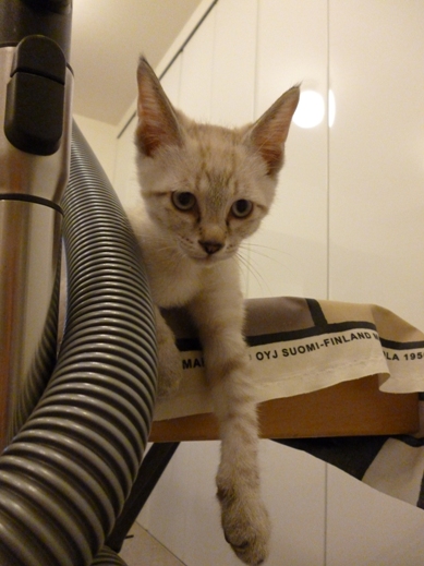 f:id:akiyochan15:20110630185716j:image