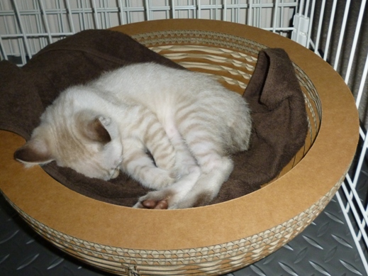 f:id:akiyochan15:20110630194741j:image