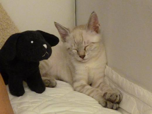 f:id:akiyochan15:20110630214342j:image