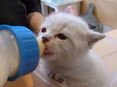 f:id:akiyochan15:20110703180941j:image