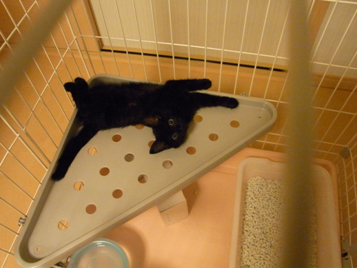 f:id:akiyochan15:20110706213803j:image:w360