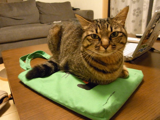 f:id:akiyochan15:20110714023108j:image:w550