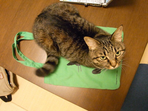 f:id:akiyochan15:20110714023121j:image:w550