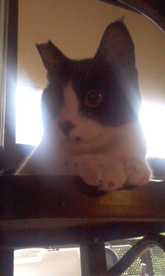 f:id:akiyochan15:20110720085224j:image