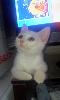 f:id:akiyochan15:20110720085823j:image