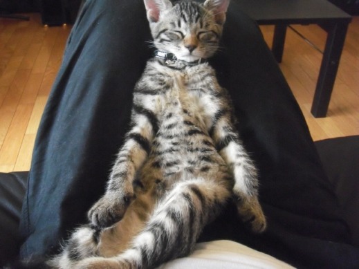 f:id:akiyochan15:20110728014248j:image