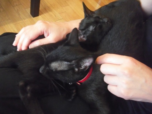 f:id:akiyochan15:20110728014249j:image