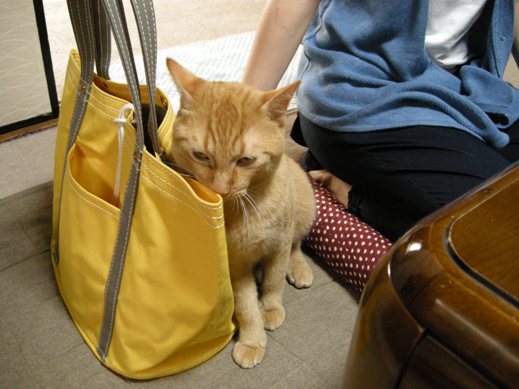 f:id:akiyochan15:20110731131345j:image