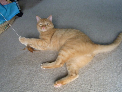 f:id:akiyochan15:20110731145249j:image