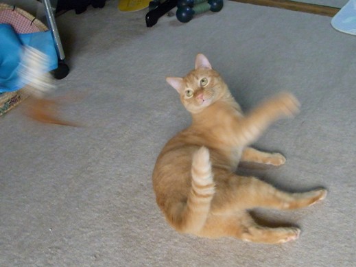 f:id:akiyochan15:20110731145258j:image