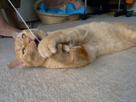 f:id:akiyochan15:20110731145410j:image