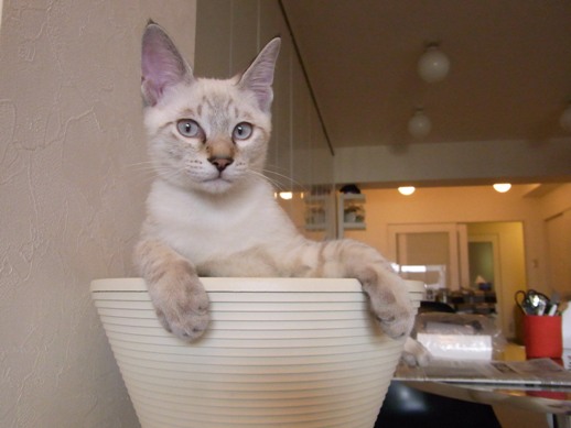 f:id:akiyochan15:20110818154823j:image