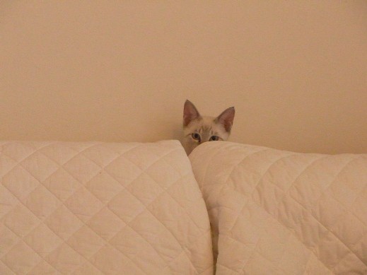 f:id:akiyochan15:20110818155200j:image