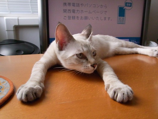 f:id:akiyochan15:20110818160135j:image