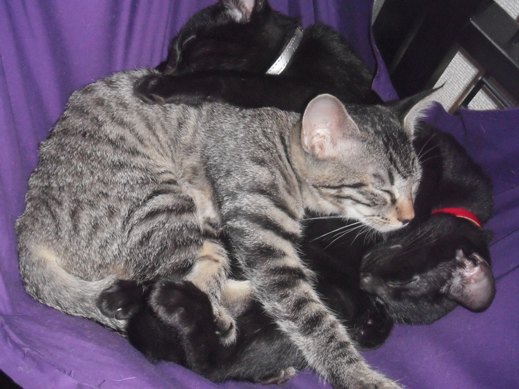 f:id:akiyochan15:20110824030341j:image