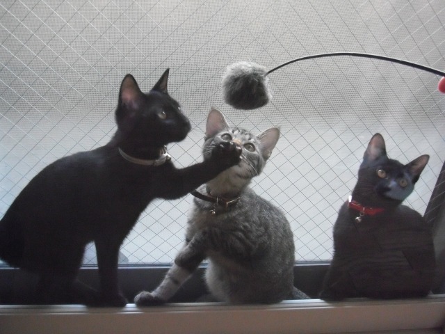 f:id:akiyochan15:20110909151350j:image:w500