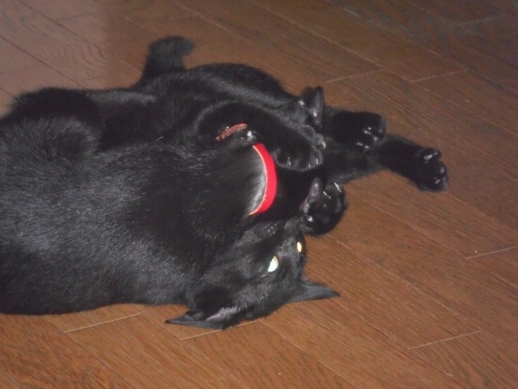 f:id:akiyochan15:20110909151352j:image:w500