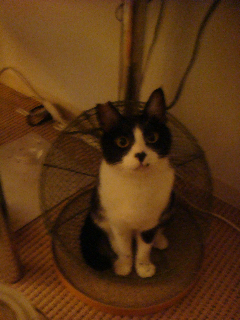 f:id:akiyochan15:20110917000158j:image