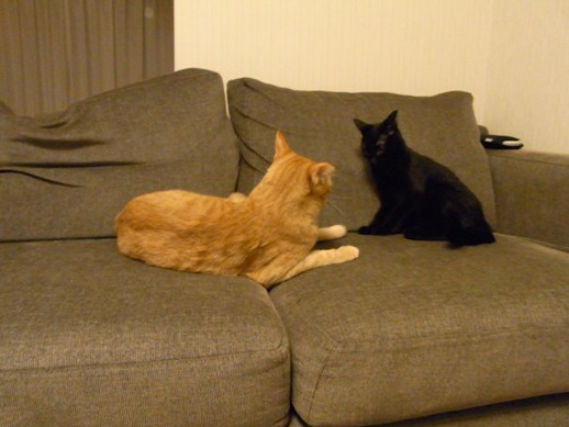 f:id:akiyochan15:20110917004538j:image