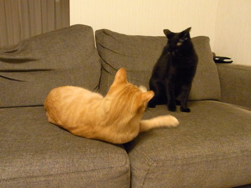 f:id:akiyochan15:20110917004550j:image