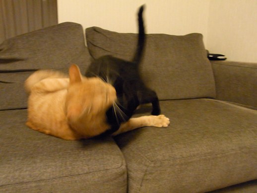 f:id:akiyochan15:20110917004606j:image