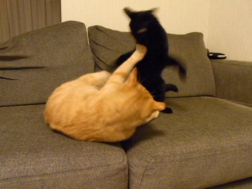 f:id:akiyochan15:20110917004608j:image