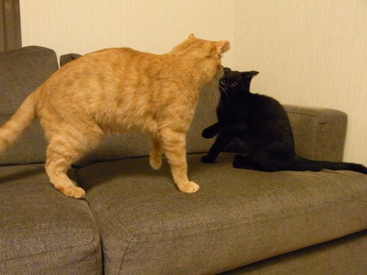 f:id:akiyochan15:20110917004616j:image