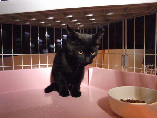 f:id:akiyochan15:20111003083029j:image f:id:akiyochan15:20111003083029j:image