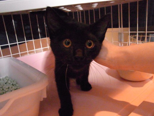 f:id:akiyochan15:20111003083058j:image f:id:akiyochan15:20111003083058j:image