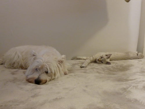 f:id:akiyochan15:20111005143020j:image