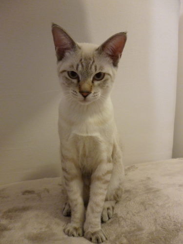 f:id:akiyochan15:20111005143114j:image