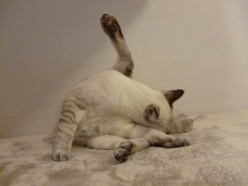 f:id:akiyochan15:20111005143246j:image