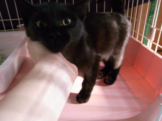 f:id:akiyochan15:20111007082956j:image