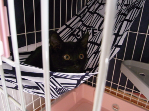 f:id:akiyochan15:20111007084519j:image