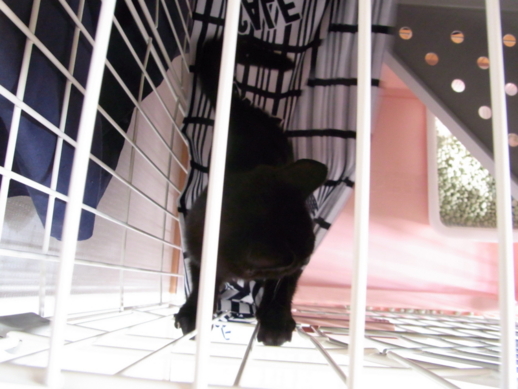 f:id:akiyochan15:20111007085059j:image