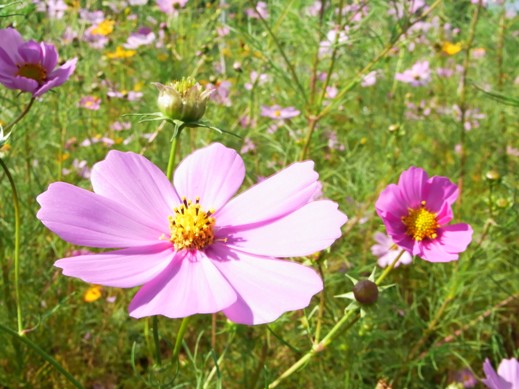 f:id:akiyochan15:20111009132726j:image f:id:akiyochan15:20111009132726j:image