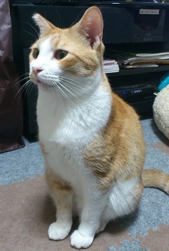 f:id:akiyochan15:20111010204441j:image