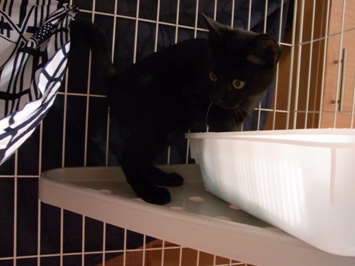 f:id:akiyochan15:20111012080402j:image f:id:akiyochan15:20111012080402j:image